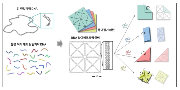 과학기술정보통신부, 종이접기 하듯이 하나의 구조체를 다양한 모양으로 펼 수 있는 DNA 나노기술 개발 기사 이미지