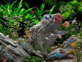 Dream Aquarium - 2 Hours (4K) 기사 이미지
